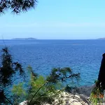 Branko Daire